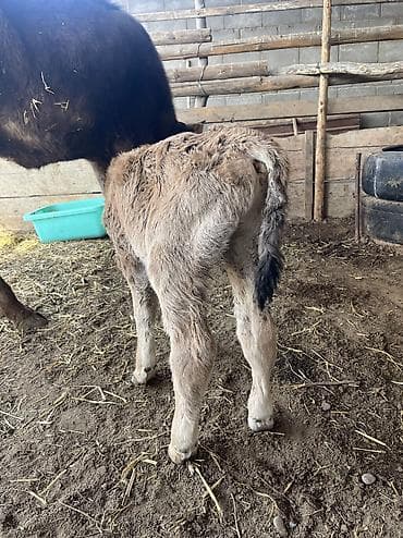 миринос кой: Продаю | Музоо, торпок | На откорм, На забой, Для разведения — 5