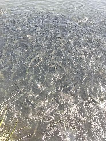 Продаю форель (молодь) 🐟Вес: 200–220 гВыращена в речной воде Рыба at lalafo.kg Продаю форель (молодь) 🐟Вес: 200–220 гВыращена в речной воде Рыба