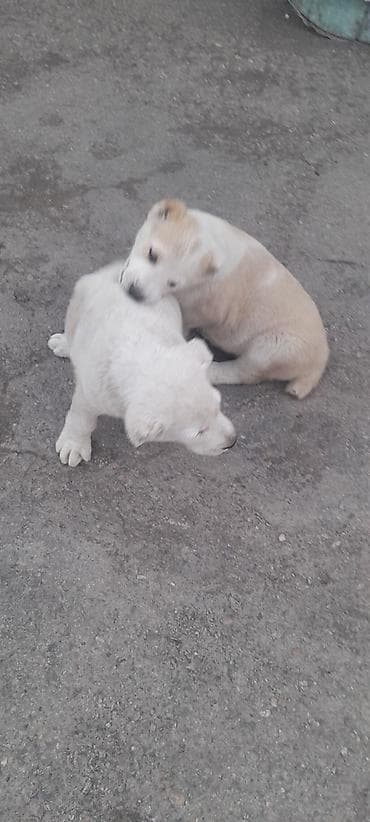 собаки малинуа: Алабай, 2 месяца, Самка, С прививкой — 2