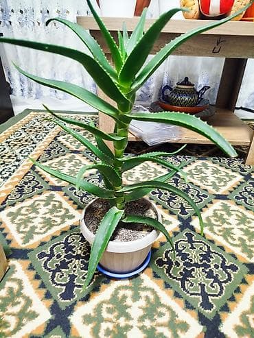 алоэ: Растение алоэ с мясистыми, заостренными листьями ярко-зеленого цвета — 1