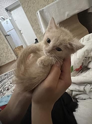 Кошка даром: Беспородная, 3 месяца, Мальчик, Приучена к лотку, Проглистована