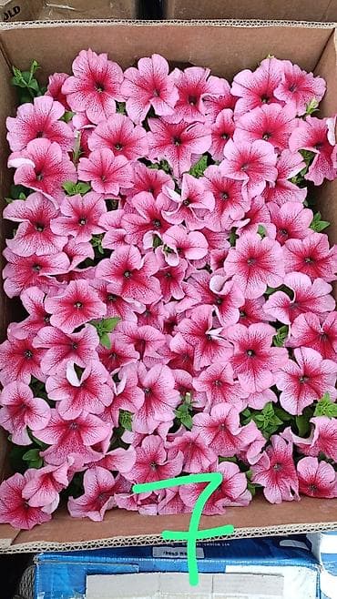 купить цветы петунии: Рассада цветочных однолетников для клумб и балконных ящиков. В — 9