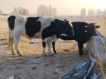 буки: Продаю | Корова (самка) | Для разведения | Нетель — 2