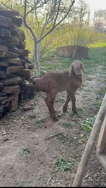 утка лалафа: Продаю | Ягненок | На забой — 3