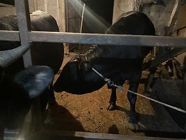 самый лучший сильный умный собака: Продаю | Бык (самец) | Полукровка, Алатауская, Швицкая | На откорм | Осеменитель — 2