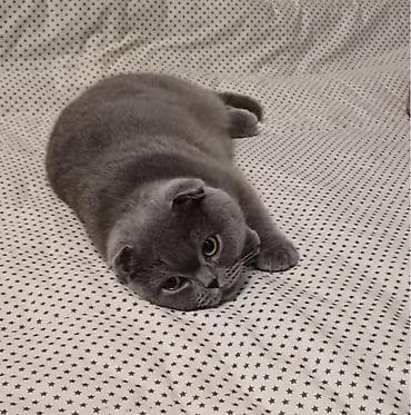 Мышыктар: Скотиш Фолд (Шотландиялык шалпаң кулак), 2 жаш, Ургаачы, Көгүлтүр, Лотокко барууга үйрөтүлгөн, Курттардан тазаланган, Эмделген — 2