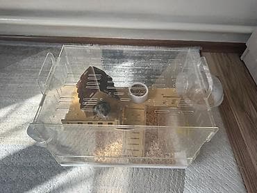 Продаю хомяка в хорошие руки, вместе с клеткой (+корм и наполнитель)