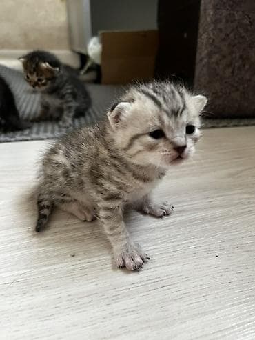 Котята с классическим тигровым (табби) окраcом. Вислоухие На фото —