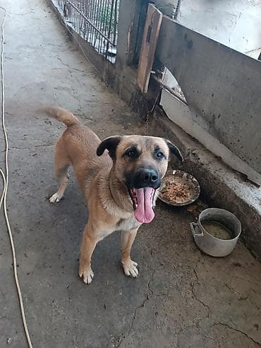 Аквариумы: Собака даром: Дворняжка, 2 года, Самец — 2