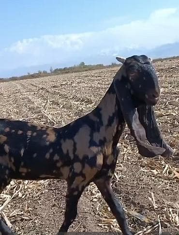 коза заненская: Продаю | Коза (самка) | Камори | Для молока — 2