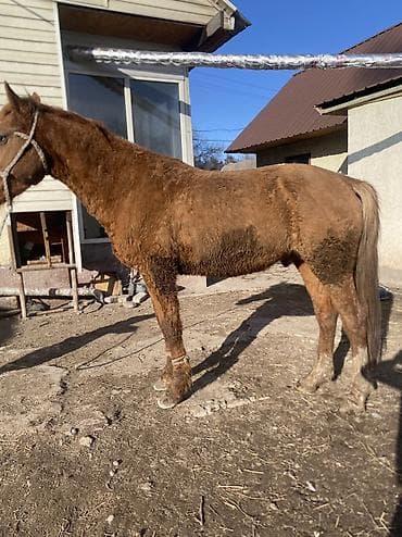 Собаки: Продаю | Конь (самец) | Полукровка | Рабочий — 6