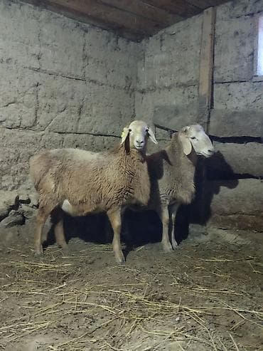 каракол животные: Продаю | Ягненок | Арашан | На забой — 4