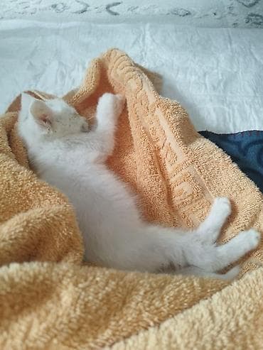 Кошки: Беспородная, 1 месяц, Мальчик, Белый — 4