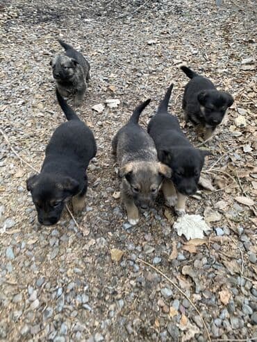 немецка овчарка щенок: Щенки, похожие по типу на немецкую овчарку (черно-подпалый окрас). - — 2