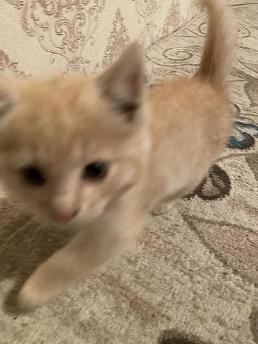 отдам даром котенка: 2 месяца, Девочка, Рыжий, Приучена к лотку — 6