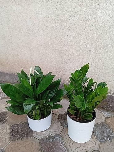 plant: Комнатные растения в горшках — для дома и офиса В ассортименте: - — 4