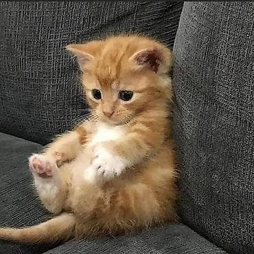 рыжая кошка: Беспородная, 2 месяца, Мальчик, Рыжий — 1