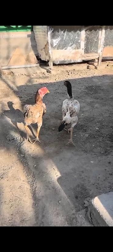 Айыл-чарба жаныбарлары: Сатам | Тооктор | Тебиштирүүчү | Көбөйтүү үчүн — 6