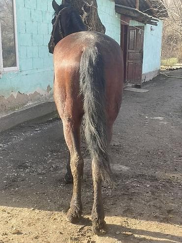 стелные каровы: Продаю | Жеребец | Полукровка | Конный спорт — 8