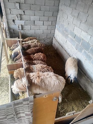 яйца биг 6: Продаю | Овца (самка) | Полукровка | Для разведения | Матка — 6