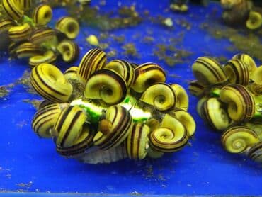 аквариумная рыбка: Улитки "Мариза" 150 сом. 
Улитки "Спикси" 150 сом — 1