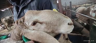 ат баши: Продаю | Баран (самец) | Арашан | Для разведения | Осеменитель — 4