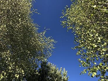 макс: Квартира — 10