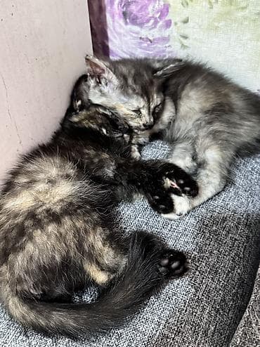 лысые котята: Котята домашние, короткошёрстные. Окрас: один дымчато-черепаховый с — 8
