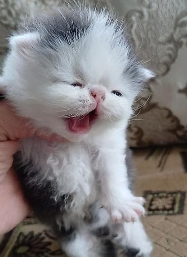 бенгалы котята: Персидский котёнок. Эксклюзив ! Шикарная персидская кошечка в — 6