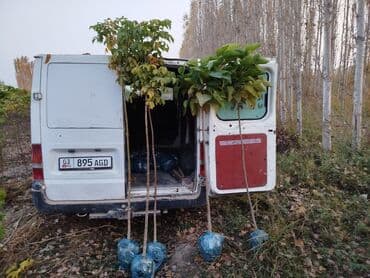 Саженцы деревьев: Клёны