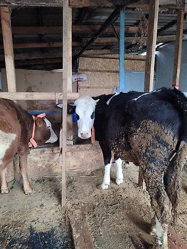 хомяки с клеткой: Продаю | Тёлка | Полукровка, Голштин | На откорм | Привязанные — 5