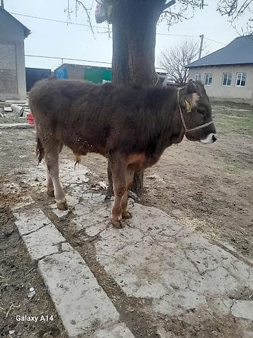 продаю бык: Продаю | Бык (самец) | Швицкая | На откорм | Привязанные — 5