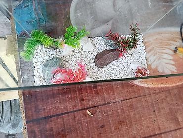 Үй жаныбарлары: Аквариумное оформление с декором - Стеклянный аквариум прямоугольной — 2