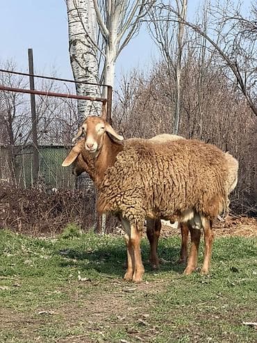 ветаптека ош: Продаю | Баран (самец) | Арашан — 6