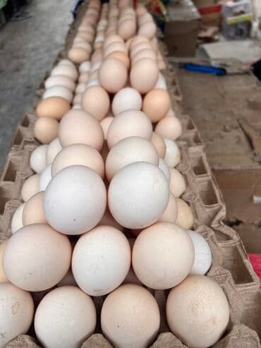 🥚 *Свежесть, которую вы заслуживаете — Яйцо №1!* 🌟 *100% натуральное