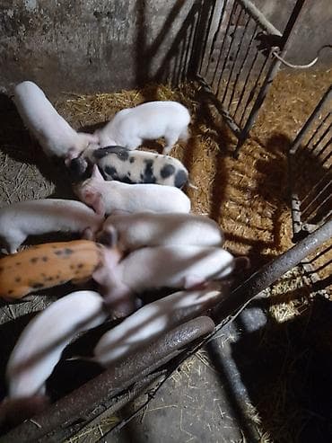 С/х животные и товары: Продаю | Поросенок | Крупная белая | Для разведения — 2