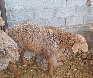 Аквариумы: Продаю | Овца (самка) | Для разведения | Матка — 1