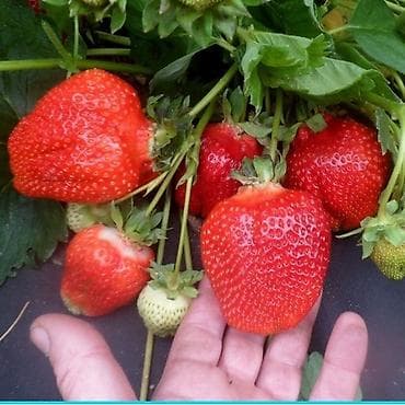 клубни: Клубника — 2