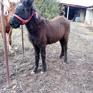 fermer kg: Продаю | Кобыла (самка), Конь (самец) | Для разведения — 2