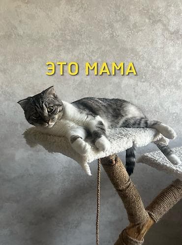 Продажа кошек: 🐾 Открыта бронь на очаровательных котят 🐾 Малыши домашних кошек ищут — 7
