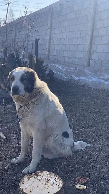 Порода: среднеазиатская овчарка (алабай), . Окрас: белый с черными