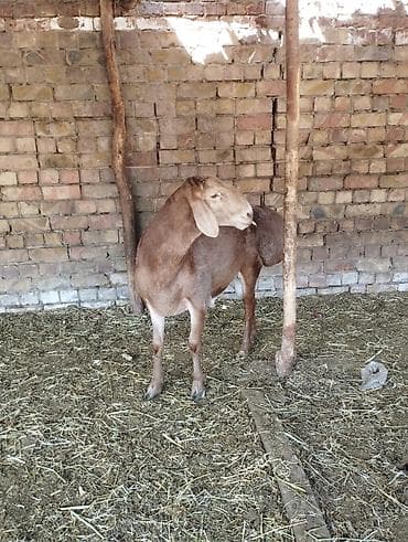 продажа курей: Продаю | Овца (самка) | Для разведения — 3