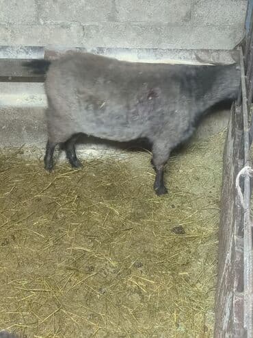 забой кур: Сатам | Эчки (ургаачы) | Союуга — 2