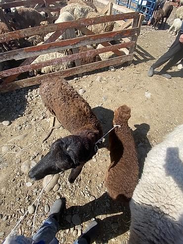 малиш кой: Продаю | Овца (самка) | Для разведения | Матка — 1