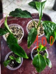 фикус али: Домашние комнатные растения — черенки и молодые кустики В — 10