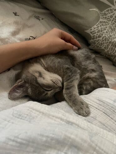 шотландская кошка бишкек: 3 месяца, Мальчик — 1