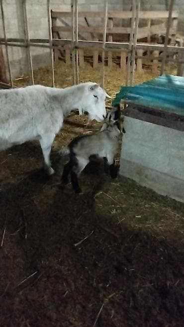 животные птицы: Продаю | Коза (самка) | Для разведения — 4
