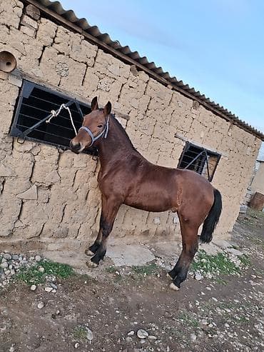 седло лошадь: Продаю | Жеребец | Полукровка | Для разведения, Рабочий, Конный спорт — 6