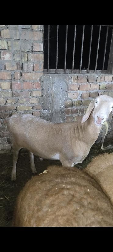 шинок хаски: Продаю | Овца (самка) | Эдильбаевская | На забой — 1