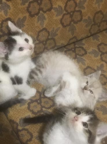 scottish fold: 3 девочки срочно ищут новый дом ! К лотку приучены — 1